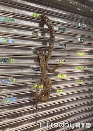 ▲▼嘉義民宅鐵捲門上，出現一隻2米長的錦蛇。（圖／民眾提供）