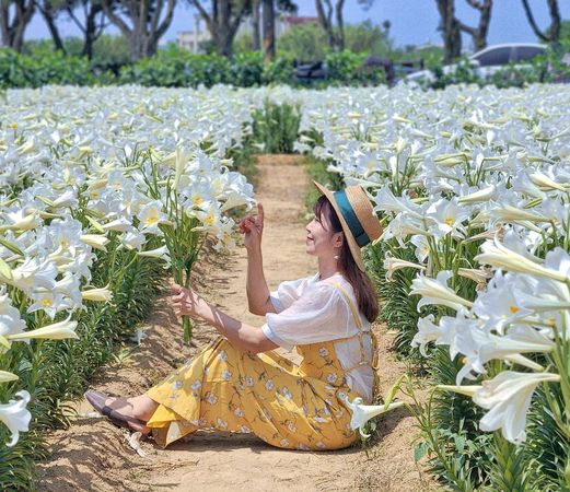 ▲白千層鐵砲百合花園近日花況。（圖／IG@yuan20908提供，請勿隨意翻拍，以免侵權）