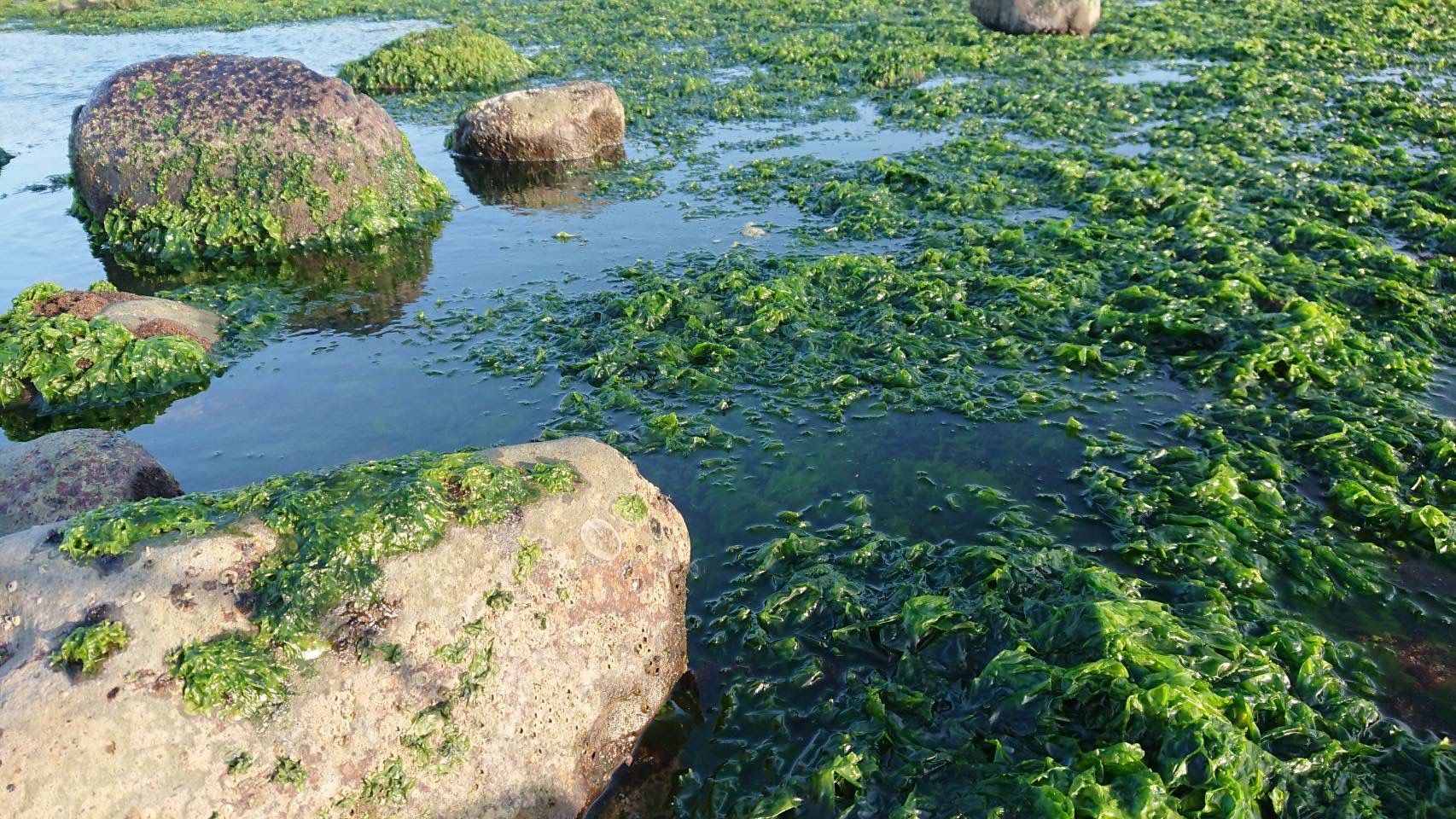 ▲海中稀有鮮美滋味「珠螺」。（圖／新北市漁業處提供）