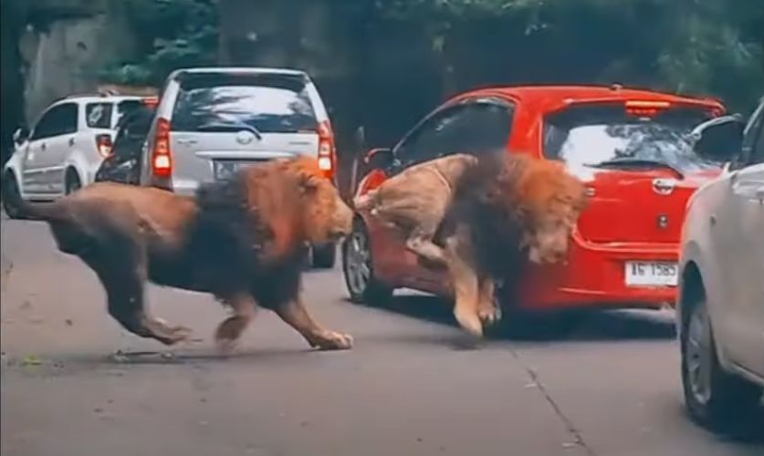 ▲▼ 印尼獅子追逐撞上轎車。（圖／翻攝自YouTube）