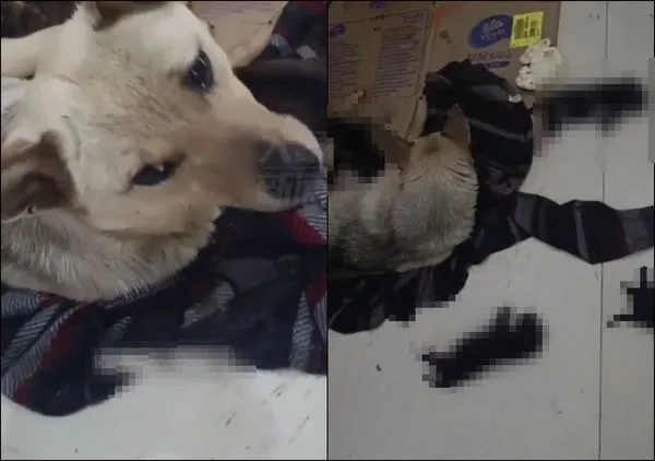 ▲▼你咬我1口、我殺你4子　工人報復浪浪！踩虐幼犬釀4死2重傷。（圖／翻攝自微博）