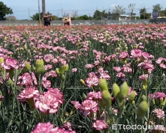 ▲母親節到了康乃馨需求量大增。（圖／ETtoday資料照）