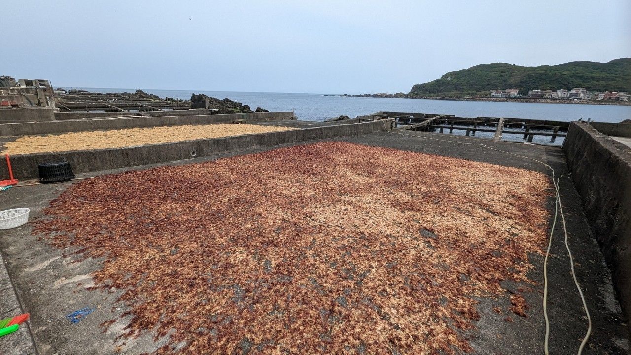 ▲新北石花菜產季。（圖／新北市漁業處提供）