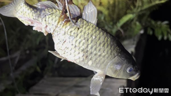 ▲狡猾的魚虎常啃食餌魚後仍奮力逃脫。（圖／黃小四提供）