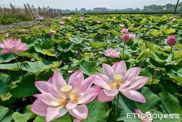 ▲2023白河蓮花季7日開跑，適逢母親節即將到來，台南市長黃偉哲特別表揚榮獲白河區模範母親的20位得獎者。（圖／記者林悅翻攝，下同）