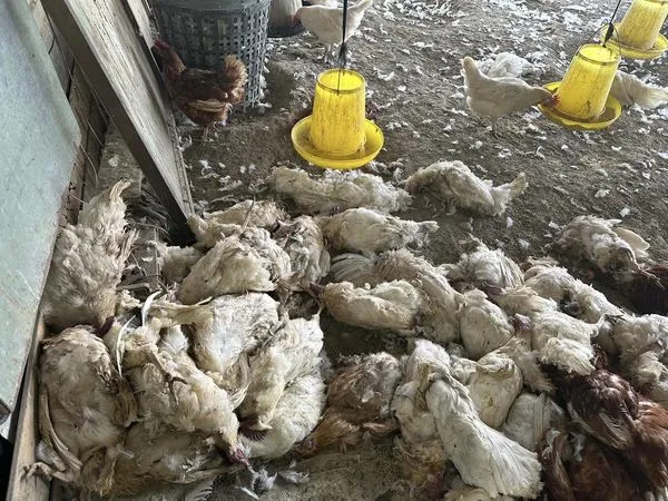 ▲▼ 台南有雞舍1夜之間遭浪犬咬死200隻雞。（圖／記者林悅翻攝）