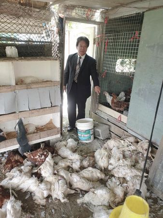 ▲▼ 台南有雞舍1夜之間遭浪犬咬死200隻雞。（圖／記者林悅翻攝）