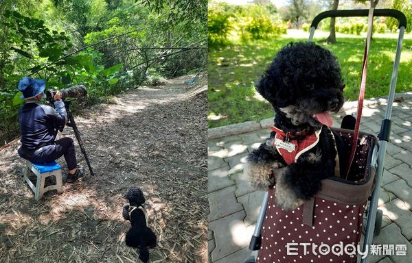 ▲送去寵物旅館住7晚！以為貴賓犬「會想念媽媽」　結局讓她心碎了。（圖／飼主林小姐提供）