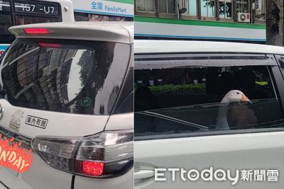 汽車貼標語「車內有鵝」 他見後座冒出「黃嘴乘客」大驚:真的有