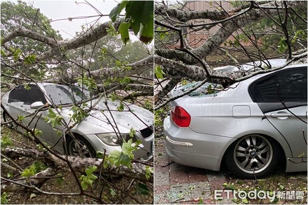 ▲▼雲林古坑油桐花樹倒塌壓毀BMW。（圖／記者蔡佩旻翻攝）