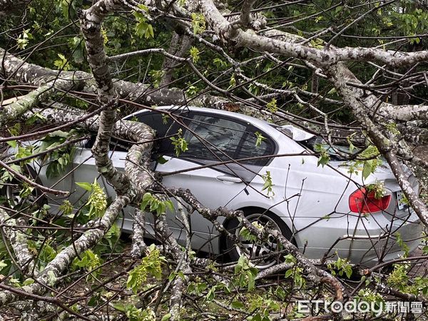 ▲▼雲林古坑油桐花樹倒塌壓毀BMW。（圖／記者蔡佩旻翻攝）