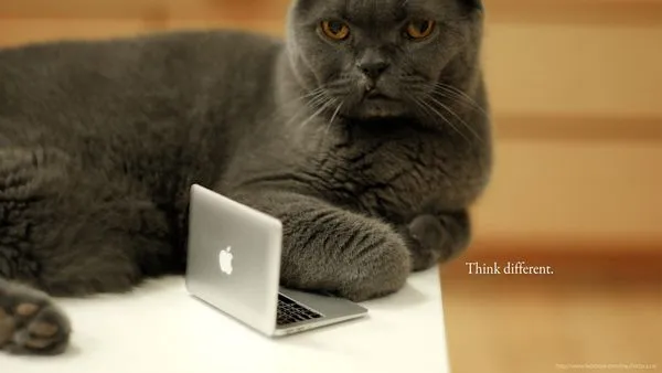 ▲▼以貓為榮。（圖／Facebook／我愛陳明珠．My Child is a Cat）