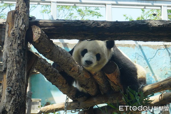 ▲▼ 猫熊,大貓熊,北京動物園,大熊貓 。（圖／記者蔡儀潔攝）