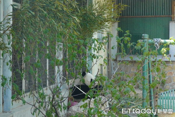 ▲▼    猫熊,大貓熊,北京動物園,大熊貓     。（圖／記者蔡儀潔攝）