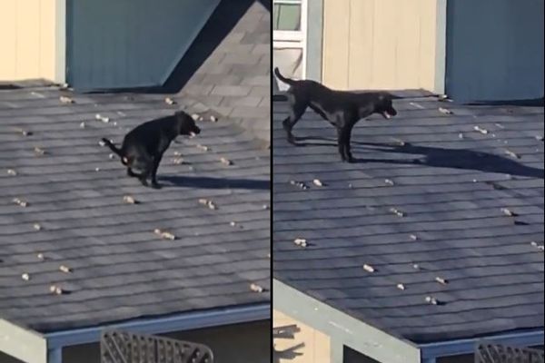 ▲▼黑狗把屋頂當成自己的專屬廁所。（圖／翻攝自推特／@Human101Nature）