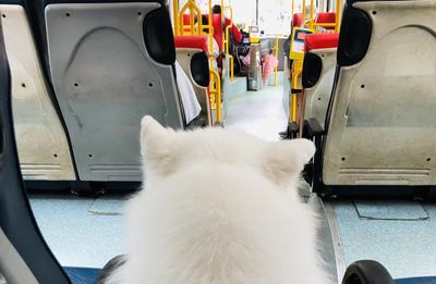 解鎖台北搭公車!「棉花糖毛頭」乖乖坐後座 背影萌翻乘客狂拍照
