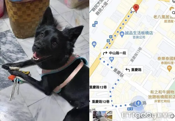 ▲忘記車停哪！飼主求救愛犬「帶我去找車車」　跟著狗走奇蹟發生了。（圖／飼主郭珉妤提供）