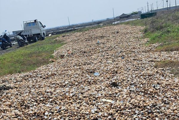 ▲台南文蛤大量死亡。（圖／臺南市政府農業局漁業科提供）