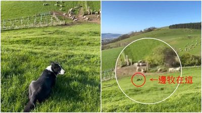 邊牧草原收束羊群「只花3分鐘」　效率極高驚呆網：牠跑得很快樂