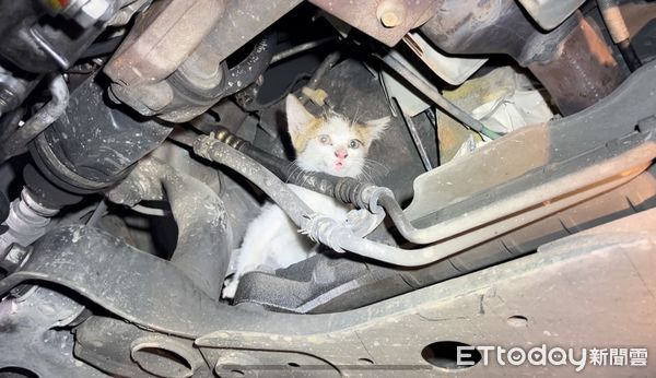 ▲▼台中一名車主沒注意車中引擎有貓，一路開到台北。（圖／郭世賢翻攝）