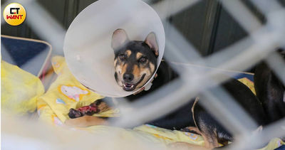 中了又中!國姓台21線成「三腳犬」產區 腳斷搖尾求救愛媽噴淚