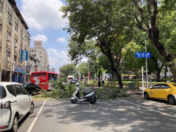 ▲▼高雄路樹不明原因突斷裂掉落！路上2車遭波及　驚險瞬間曝光。（圖／記者賴文萱翻攝）