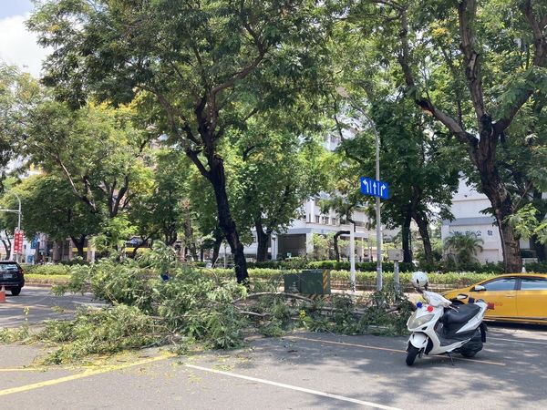 ▲▼高雄路樹不明原因突斷裂掉落！路上2車遭波及　驚險瞬間曝光。（圖／記者賴文萱翻攝）