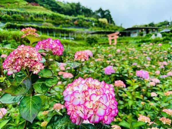 ▲「2023竹子湖繡球花季」將在5月20日正式開幕。（圖／北市產發局提供）