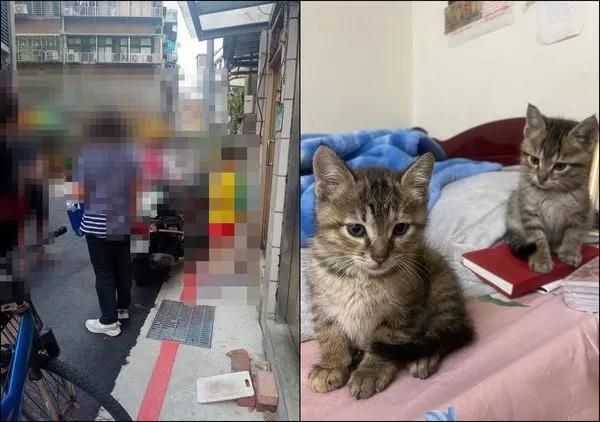 ▲▼北市童「當街擄走寵物貓」　飼主焦急上門卻找無：台灣最噁的是人。（圖／翻攝自爆料公社）