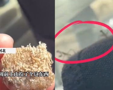 她撿「神秘球」忘車上　1周後生出上百隻