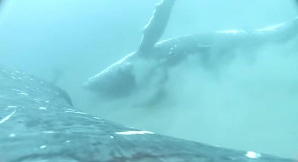 人類首度拍攝到座頭鯨在海底的砂質海床上滾動、磨蹭，去除身上藤壺。（翻攝YT頻道Science X: Phys.org, Medical Xpress, Tech Xplore）
