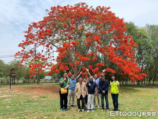 ▲台南山上花園水道博物館密林區內高度超過8公尺的鳳凰樹，宛如華蓋的樹型開滿了紅花。（圖／記者林悅翻攝，下同）