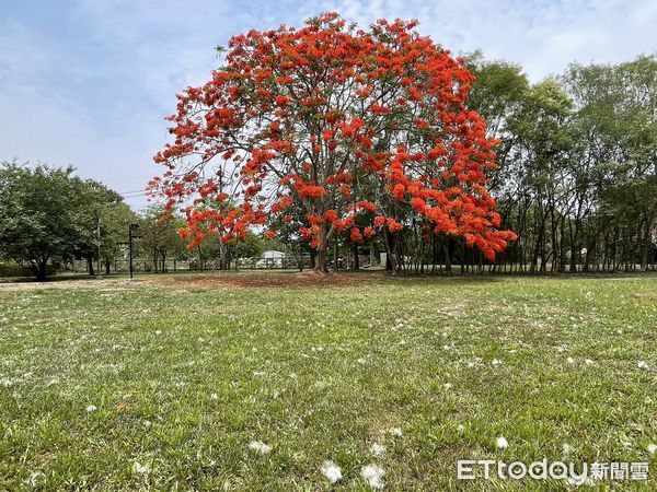 ▲台南山上花園水道博物館密林區內高度超過8公尺的鳳凰樹，宛如華蓋的樹型開滿了紅花。（圖／記者林悅翻攝，下同）