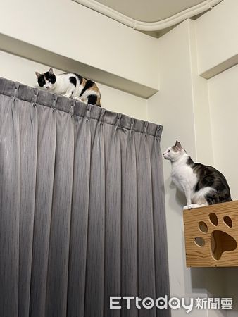 ▲貓咪「阿寶」。（圖／飼主楊宴姿授權提供）