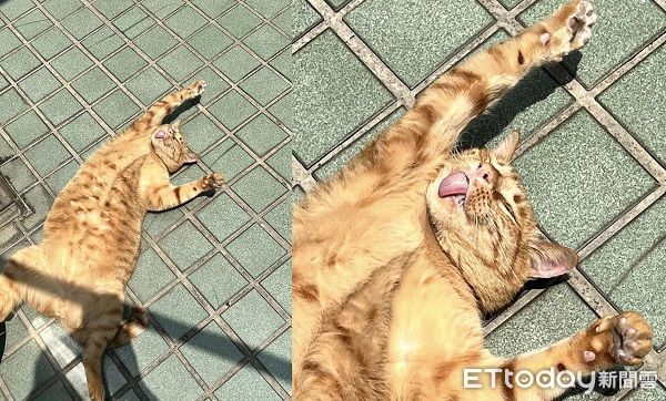 ▲▼小懶貓喜歡在外面曬太陽，吐著舌頭擺出愜意表情。（圖／網友皮蛋爸提供，請勿隨意翻拍，以免侵權。）