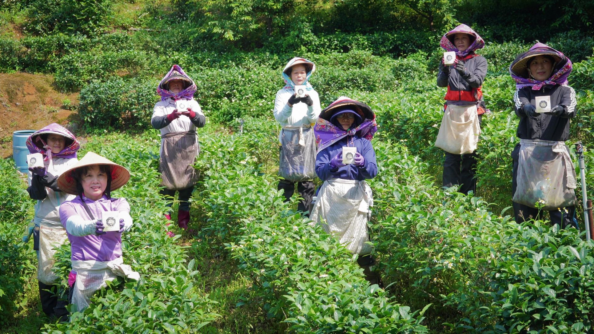 ▲三芝茶農助婦女2度就業　產製「櫻花茶」享譽國際。（圖／新北市農業局提供）