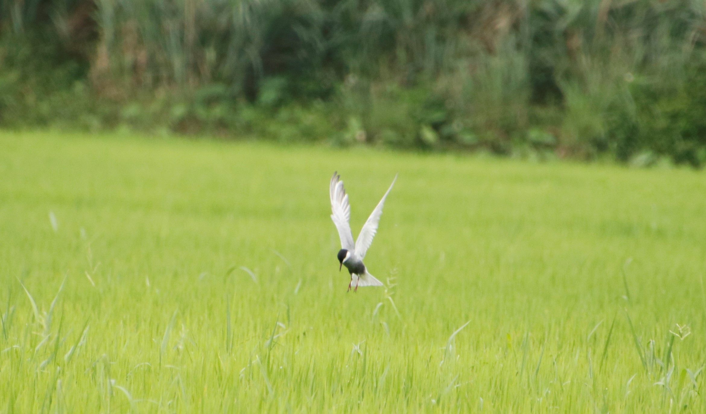 ▲貢寮田寮洋棲地保育有成　鳥種冠全台。（圖／新北市農業局提供）