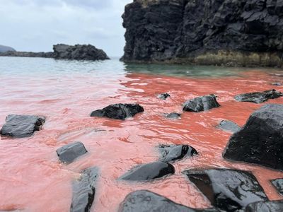 澎湖珊瑚「產卵大噴發」　七美海域一片夢幻粉紅