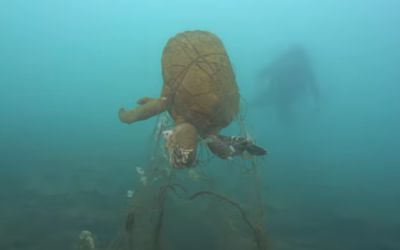 澎湖淺海「鬼網蓋魚礁」！海龜遭纏活活餓死　心痛畫面曝光