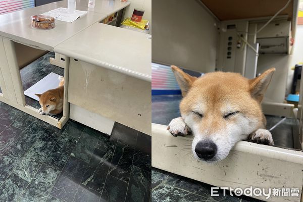 ▲柴犬翻肚不動了...鄰居嬤嚇爛「叫主人回家看狗」　她曝爆笑真相。（圖／粉專「我是無敵小麥」提供）