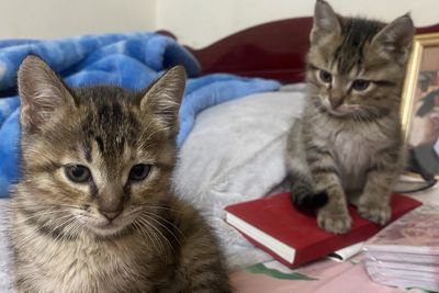 小孩想養！爸「當街帶走寵物貓」飼主氣炸　警方回應：貓咪回家了