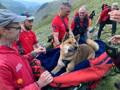 33公斤秋田犬攀英格蘭最高峰「累到走不動」　救援團4小時扛下山