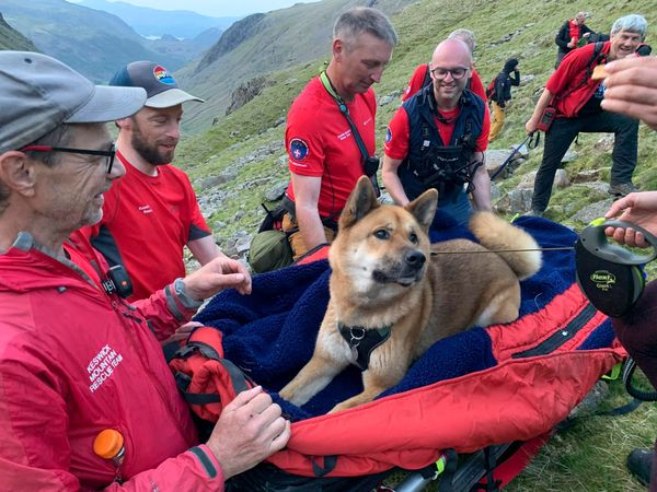 狗狗爬英格蘭最高山不想走。（圖／翻攝自Keswick Mountain Rescue Team）