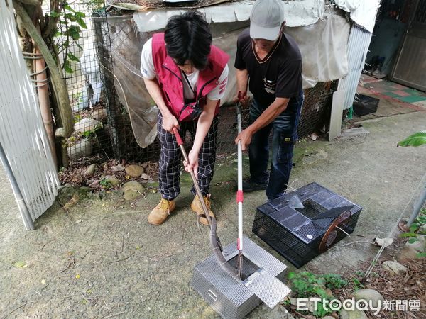 ▲▼ 中和民宅出現2條大蛇。（圖／動保處提供）