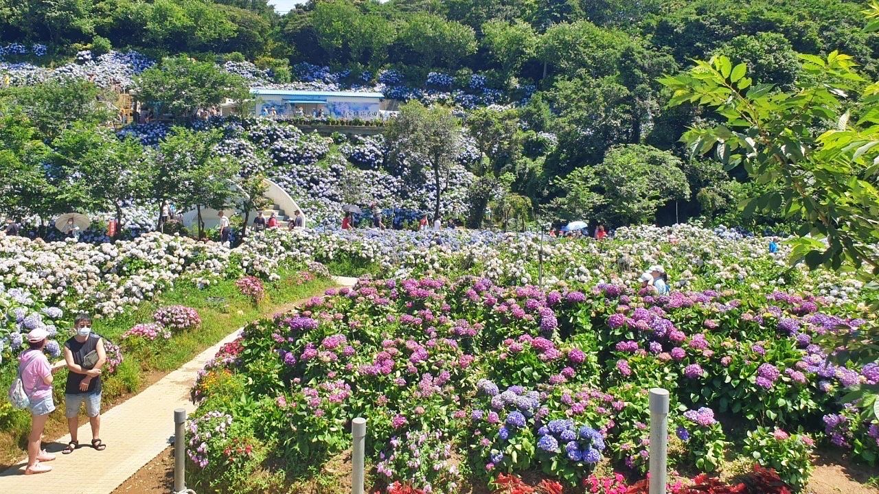 ▲繡球花盛開萬紫千紅 新北網美必訪打卡賞花景點。（圖／新北市景觀處提供）