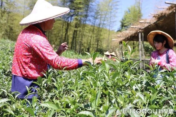 ▲2023年竹山鎮國際茶道節即將登場，參與者可在茶園親自體驗採茶樂趣。（圖／竹山鎮公所提供）