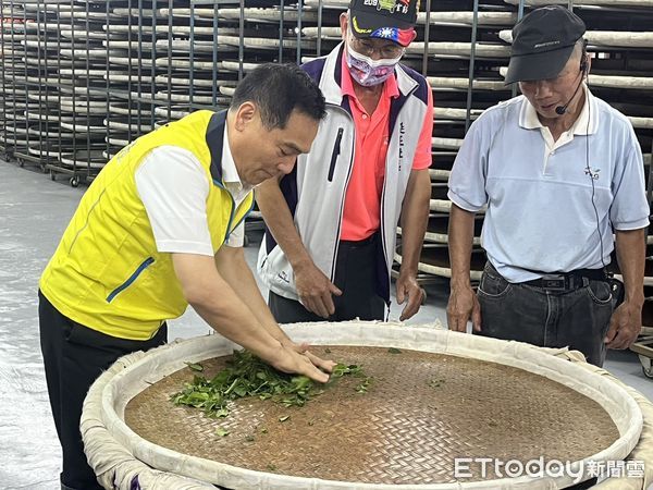 ▲竹山鎮鎮長陳東睦（左）示範揉茶製作過程。（圖／竹山鎮公所提供）