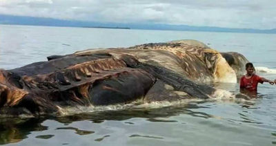 15m「詭異生物」血染海面！大章魚搶灘狂奔　網驚：在躲鯊魚