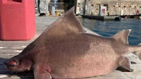 尖背角鯊長著狀似豬臉的面部。（圖／翻攝自@AvatarDomy2推特）