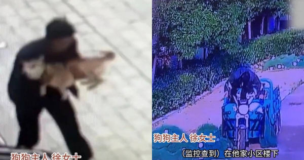 中國河南一名男子把一隻柴犬偷抱走後，用三輪車將其來回輾壓凌虐致死。（圖／翻攝自抖音）